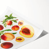 Extra large wall art featuring line art flowers in black on a white background, ideal for large living room decor.