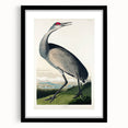 Famous Romantic Era Art - Hooping Crane Illustration Canvas Print
