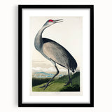 Famous Romantic Era Art - Hooping Crane Illustration Canvas Print