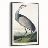 Famous Romantic Era Art - Hooping Crane Illustration Canvas Print