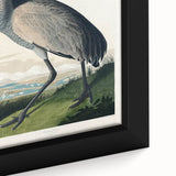 Famous Romantic Era Art - Hooping Crane Illustration Canvas Print