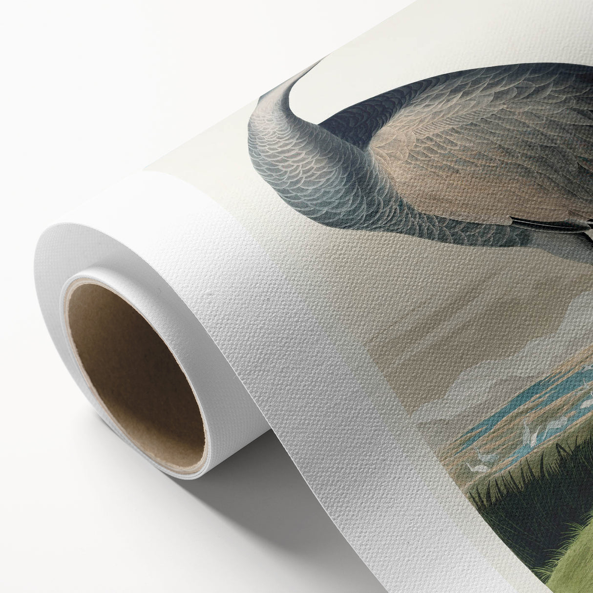 Famous Romantic Era Art - Hooping Crane Illustration Canvas Print