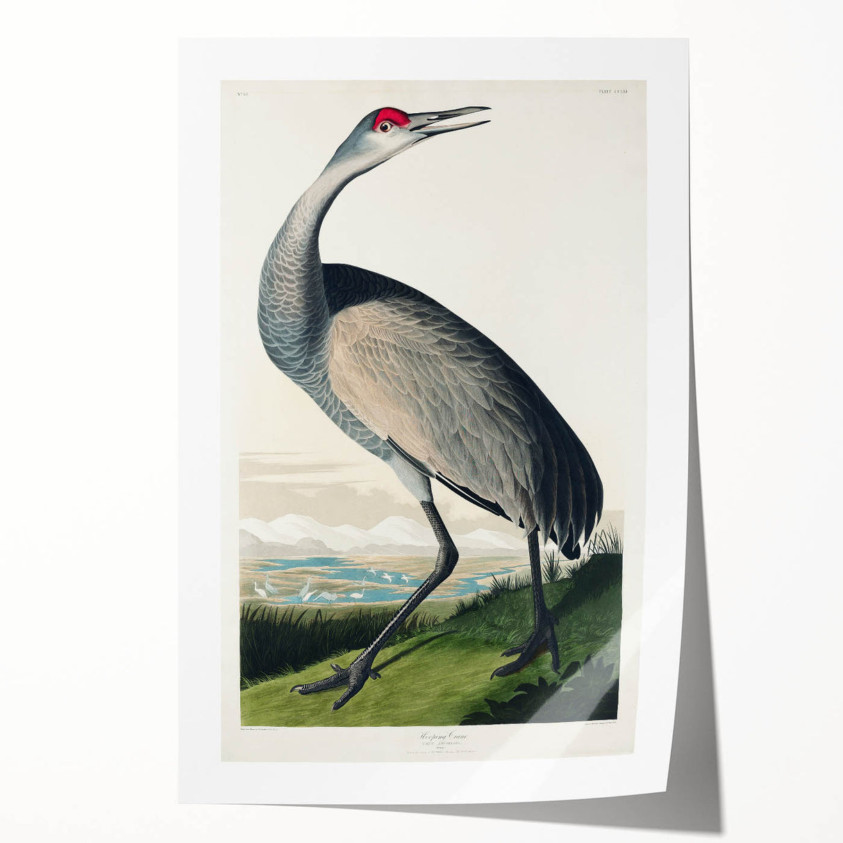 Famous Romantic Era Art - Hooping Crane Illustration Canvas Print