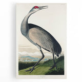 Famous Romantic Era Art - Hooping Crane Illustration Canvas Print