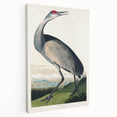 Famous Romantic Era Art - Hooping Crane Illustration Canvas Print