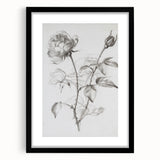 Black & White Rose Sketch Living Room Wall Art – Canvas Print