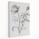 Black & White Rose Sketch Living Room Wall Art – Canvas Print