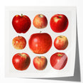 Extra large rolled print of assorted fruits in vibrant colors, ideal for art wall dining room or bathroom.
