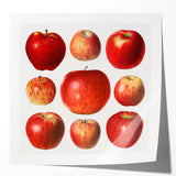 Extra large rolled print of assorted fruits in vibrant colors, ideal for art wall dining room or bathroom.