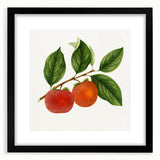 Extra large abstract art print featuring textured, colorful fruits on a black framed canvas, suitable for living room decor.