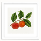 Abstract art print featuring an array of colorful fruits on a white framed mat, ideal for dining room decor.