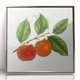 Large art print of assorted fruits in a mid-century modernist style on gold-framed acrylic, ideal for modern kitchen decor.