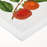 Art deco poster featuring a variety of colorful fruits on a rolled canvas, ideal for dining room wall art.