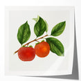 Rolled canvas print featuring an array of vibrant fruits in a realistic style, suitable for dining room wall art.