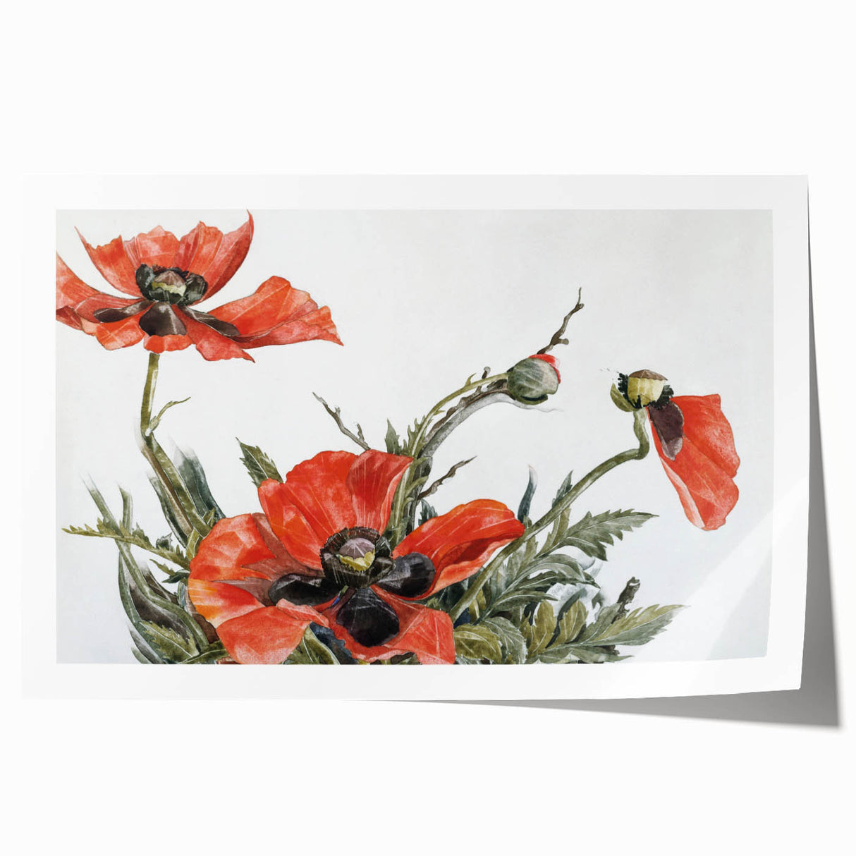 Modern Wall Art of Red Poppies - Contemporary Floral Watercolor