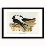 Famous Romantic Era Art - Sooty Tern Bird Illustration Canvas Print