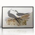 Famous Romantic Era Art - Sooty Tern Bird Illustration Canvas Print