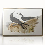Famous Romantic Era Art - Sooty Tern Bird Illustration Canvas Print