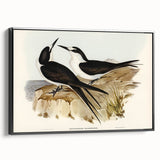 Famous Romantic Era Art - Sooty Tern Bird Illustration Canvas Print