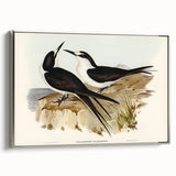 Famous Romantic Era Art - Sooty Tern Bird Illustration Canvas Print