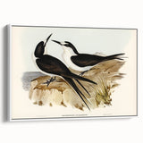 Famous Romantic Era Art - Sooty Tern Bird Illustration Canvas Print