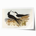 Famous Romantic Era Art - Sooty Tern Bird Illustration Canvas Print