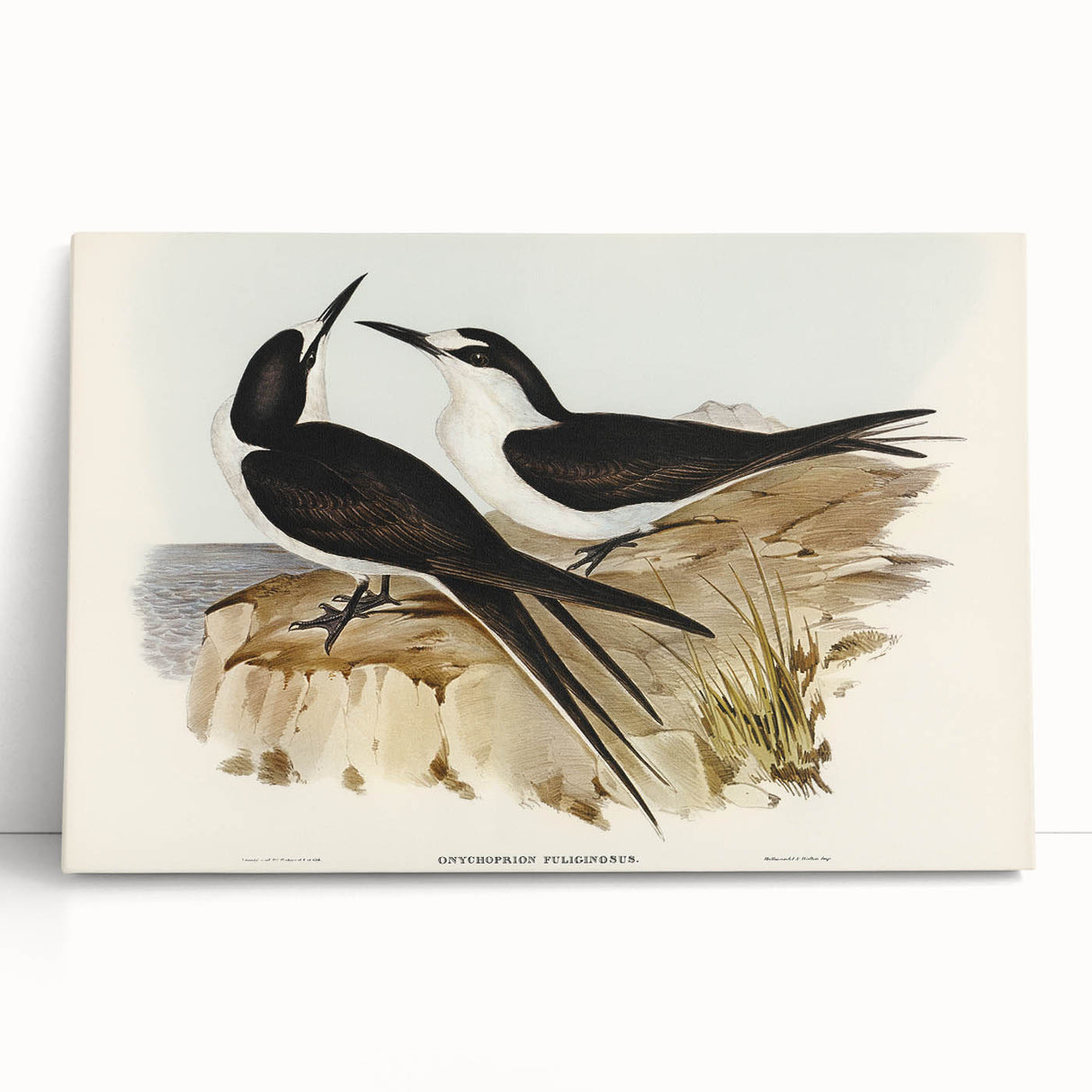 Famous Romantic Era Art - Sooty Tern Bird Illustration Canvas Print
