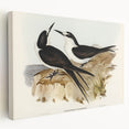 Famous Romantic Era Art - Sooty Tern Bird Illustration Canvas Print
