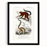 Classic Romantic Paintings: Lemurs - Historical Romanticism Canvas