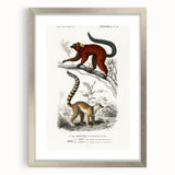 Classic Romantic Paintings: Lemurs - Historical Romanticism Canvas