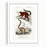 Classic Romantic Paintings: Lemurs - Historical Romanticism Canvas