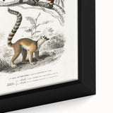 Classic Romantic Paintings: Lemurs - Historical Romanticism Canvas