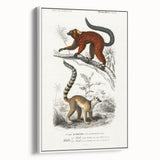 Classic Romantic Paintings: Lemurs - Historical Romanticism Canvas