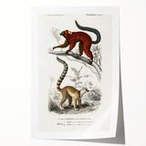 Classic Romantic Paintings: Lemurs - Historical Romanticism Canvas