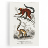 Classic Romantic Paintings: Lemurs - Historical Romanticism Canvas
