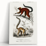 Classic Romantic Paintings: Lemurs - Historical Romanticism Canvas