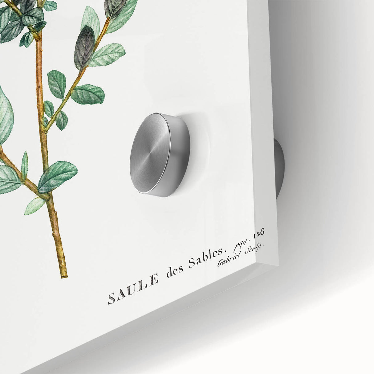 Neoclassical Creeping Willow Print - Botanical Art by Redouté