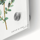 Neoclassical Creeping Willow Print - Botanical Art by Redouté