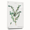 Neoclassical Creeping Willow Print - Botanical Art by Redouté