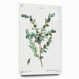 Neoclassical Creeping Willow Print - Botanical Art by Redouté