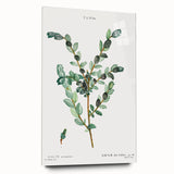 Neoclassical Creeping Willow Print - Botanical Art by Redouté