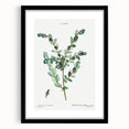 Neoclassical Creeping Willow Print - Botanical Art by Redouté
