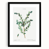 Neoclassical Creeping Willow Print - Botanical Art by Redouté