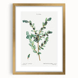 Neoclassical Creeping Willow Print - Botanical Art by Redouté