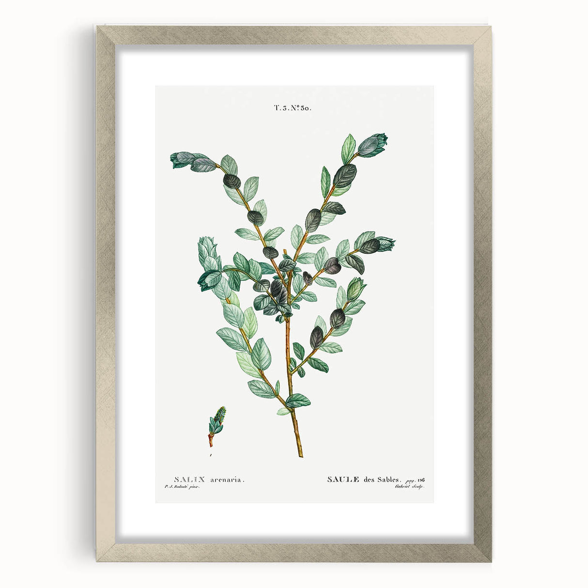 Neoclassical Creeping Willow Print - Botanical Art by Redouté