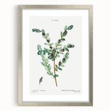 Neoclassical Creeping Willow Print - Botanical Art by Redouté