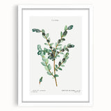 Neoclassical Creeping Willow Print - Botanical Art by Redouté