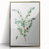 Neoclassical Creeping Willow Print - Botanical Art by Redouté