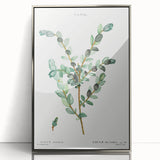 Neoclassical Creeping Willow Print - Botanical Art by Redouté