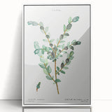 Neoclassical Creeping Willow Print - Botanical Art by Redouté